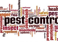 Pest Control